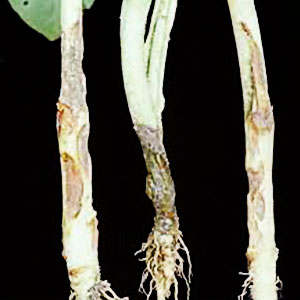 BENGARD FUNGICIDE product  Image