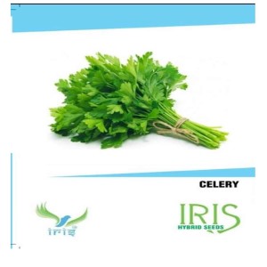 IRIS HYBRID VEGETABLE SEEDS CELERY product  Image 1