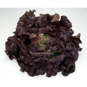 CHEROKEE RZ (81-36) RED BATAVIA LETTUCE product  Image 1