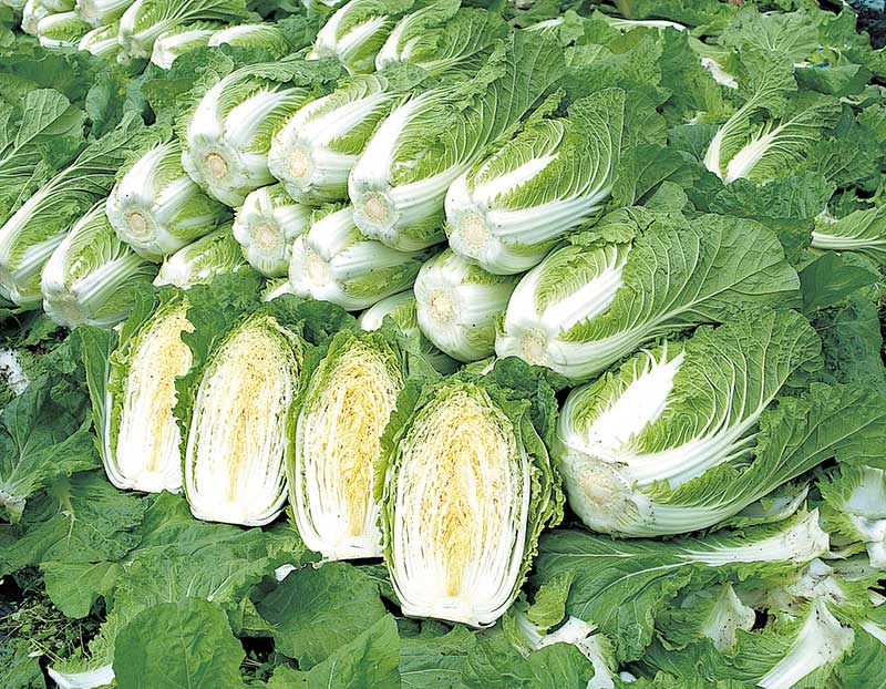 APOLLO CHINESE CABBAGE F1 product  Image