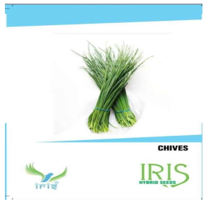 IRIS HERB CHIVES SEEDS product  Image 1