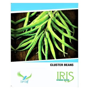 IRIS HYBRID OP VEGETABLE SEEDS CLUSTER BEANS product  Image 1