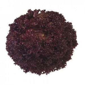 CONCORDE RZ (85-53) RED LEAFY LETTUCE product  Image 2