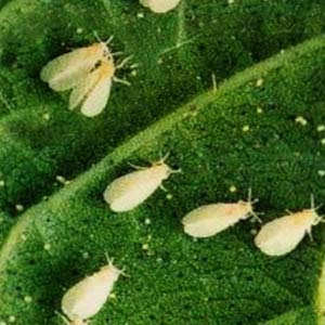 AMRUTH ALESTRA BIO INSECTICIDE product  Image