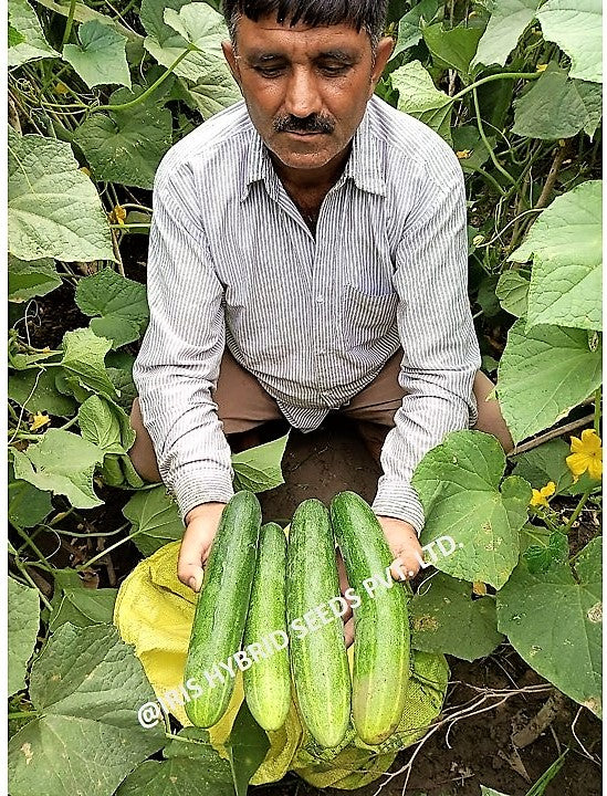 IRIS HYBRID VEGETABLE SEEDS F1 HYBRID CUCUMBER AKBAR product  Image 6