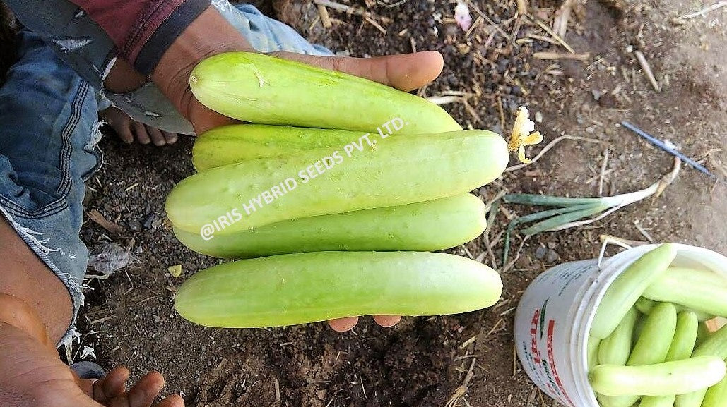 IRIS HYBRID VEGETABLE SEEDS F1 HYBRID CUCUMBER GANESHA product  Image 5