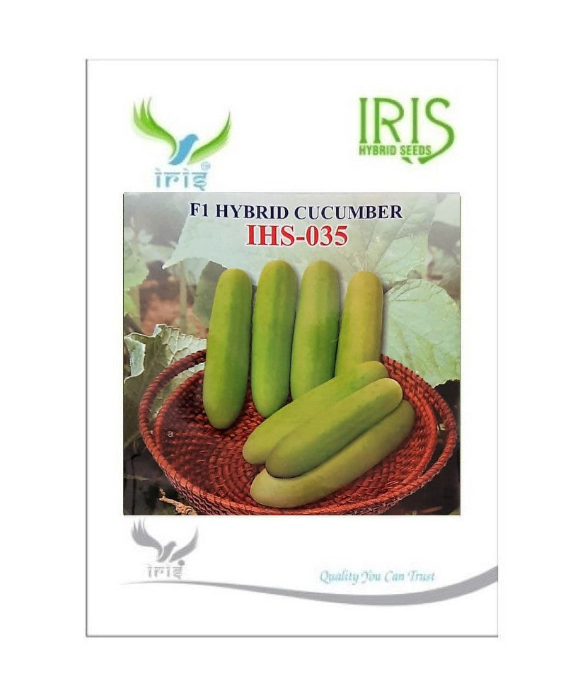 IRIS HYBRID VEGETABLE SEEDS F1 HYBRID CUCUMBER IHS-035 product  Image 2