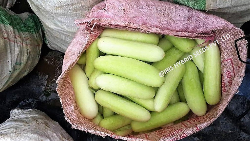 IRIS HYBRID VEGETABLE SEEDS F1 HYBRID CUCUMBER IHS-035 product  Image 5