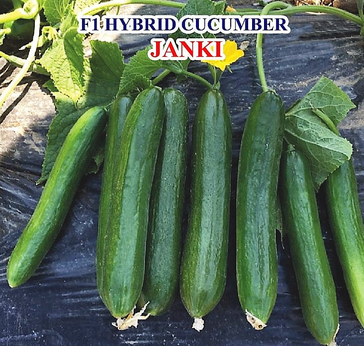 IRIS HYBRID VEGETABLE SEEDS F1 HYBRID CUCUMBER JANKI (BEIT ALPA TYPE) product  Image 2