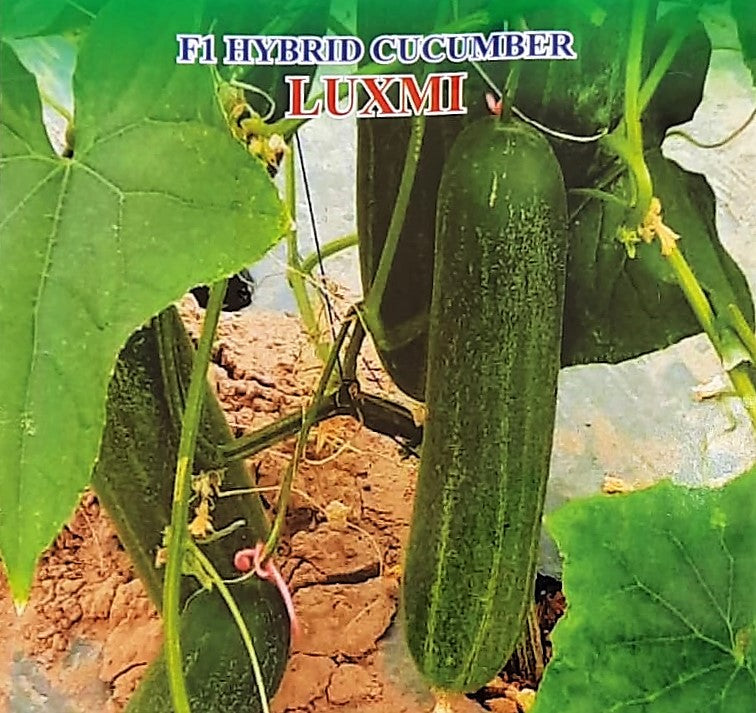 IRIS HYBRID VEGETABLE SEEDS F1 HYBRID CUCUMBER LUXMI product  Image 2