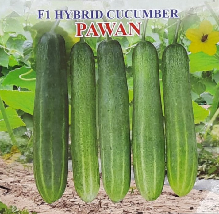 IRIS HYBRID VEGETABLE SEEDS F1 HYBRID CUCUMBER PAWAN product  Image 2