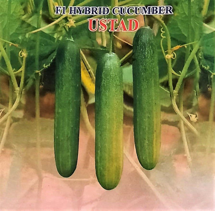 IRIS HYBRID VEGETABLE SEEDS F1 HYBRID CUCUMBER USTAD product  Image 2