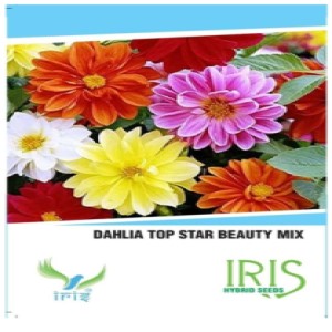 IRIS HYBRID FLOWER SEEDS DAHLIA MIX (15 SEEDS) product  Image 1