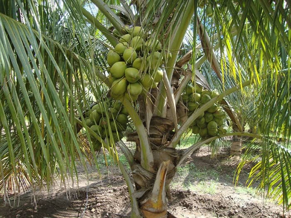 Coconut Sapling | Coconut Seedling | Papaya Sapling | Bighaat