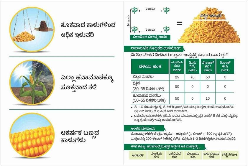 DEKALB 9133 CORN product  Image