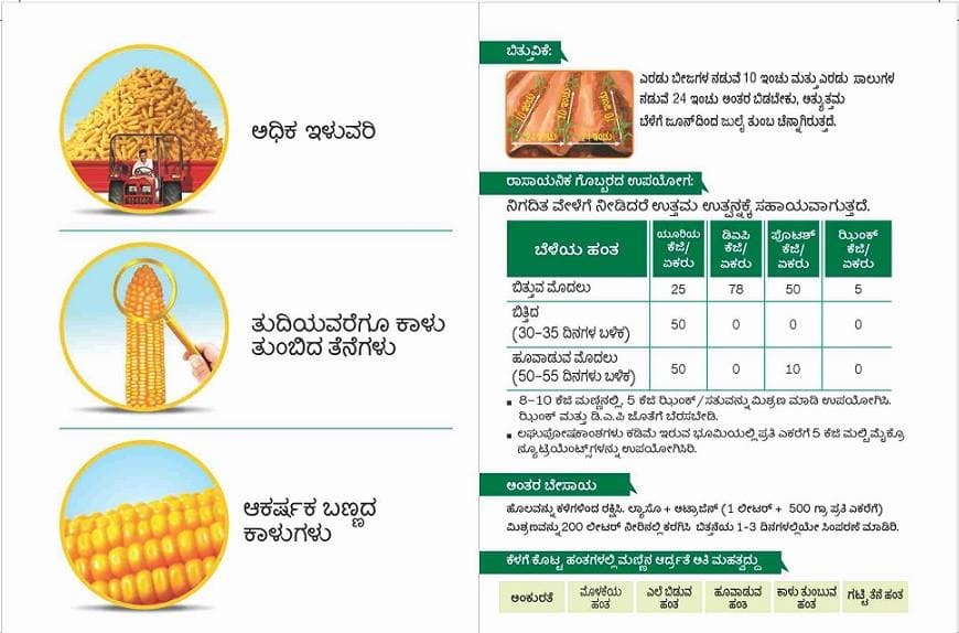 DEKALB 9126 CORN product  Image