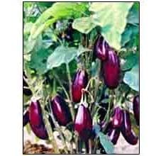 212 BRINJAL SEEDS product  Image 4