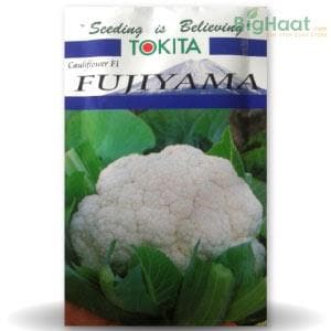 FUJIYAMA CAULIFLOWER
                