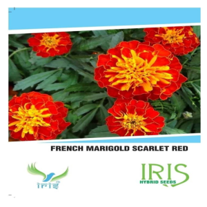 IRIS HYBRID FLOWER FRENCH MARIGOLD SCARLET SEEDS product  Image 1