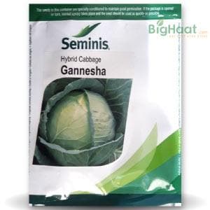 GANNESHA CABBAGE product  Image 1