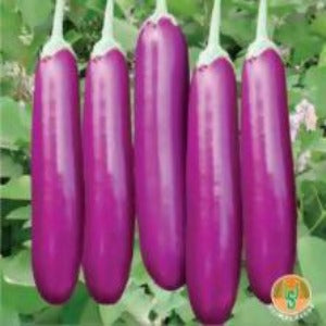 UJJWAL BRINJAL US 1004 F1 SEEDS product  Image