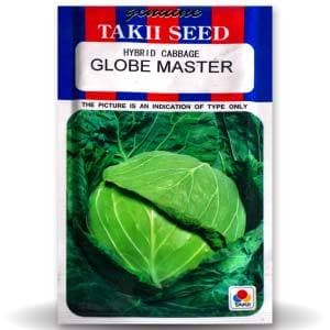 GLOBE MASTER CABBAGE F1 product  Image