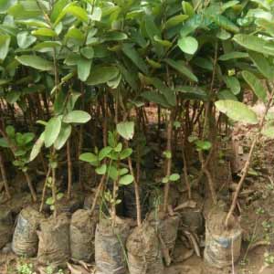 LALITH GUAVA SAPLINGS (CLONE) product  Image