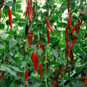 HABIB RZ F1 CHILLI SEEDS product  Image 1