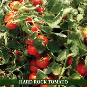 SYNGENTA HARD ROCK TOMATO SEEDS product  Image 2