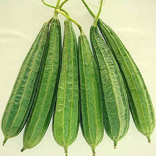 IRIS HYBRID VEGETABLE SEEDS RIDGE GOURD product  Image 2