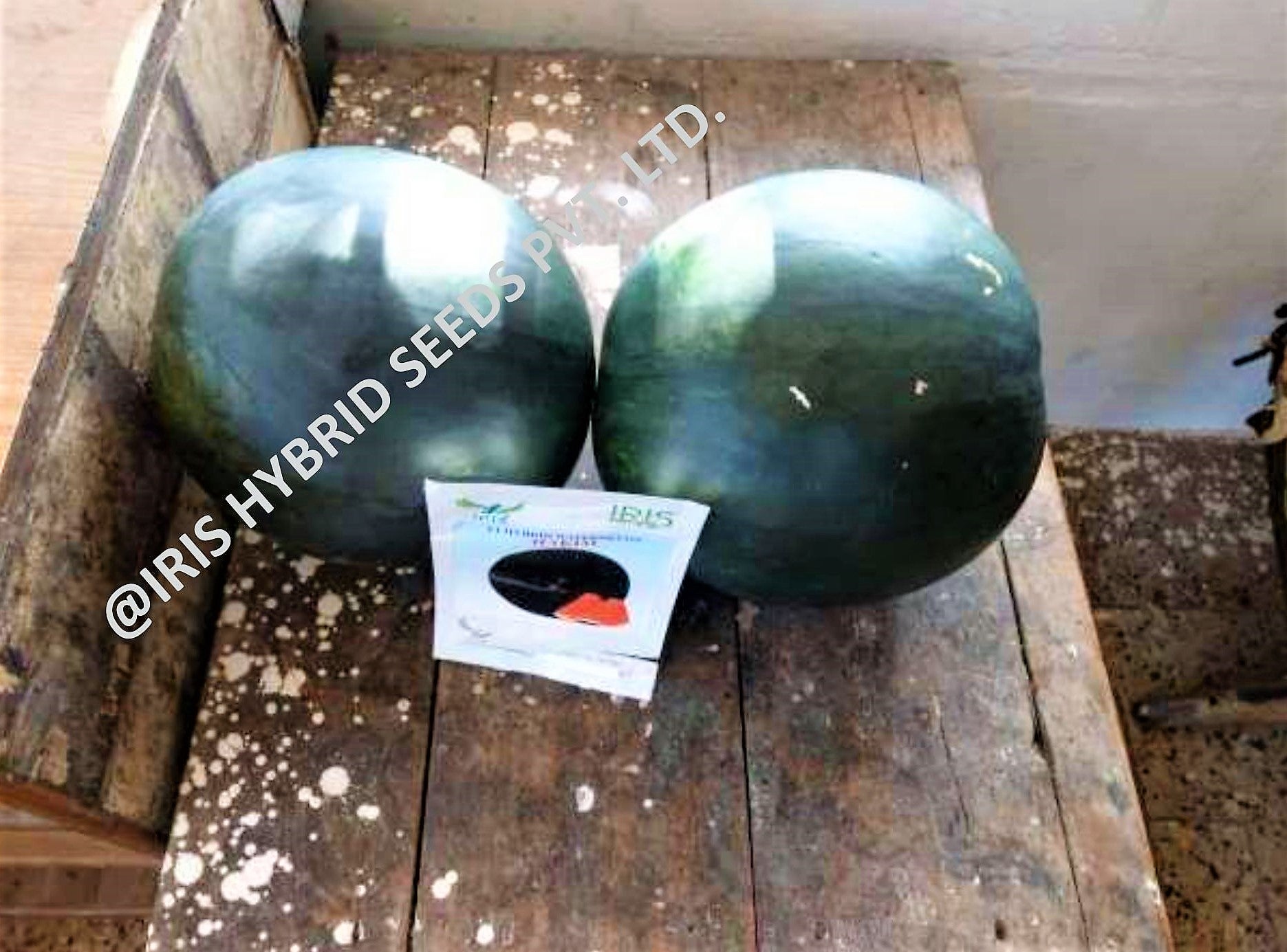 IRIS HYBRID HAKIM WATERMELON SEEDS product  Image 4