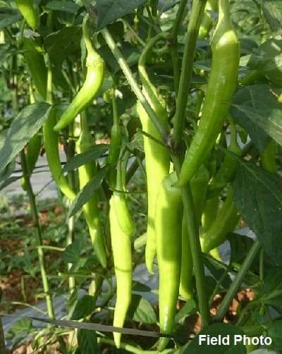 HAKONE F1 CHILLI SEEDS product  Image 3