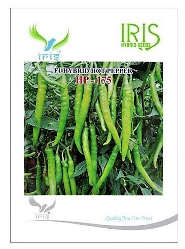 IRIS HYBRID VEGETABLE SEEDS HOT PEPPER (CHILLI) HP-175 product  Image 2