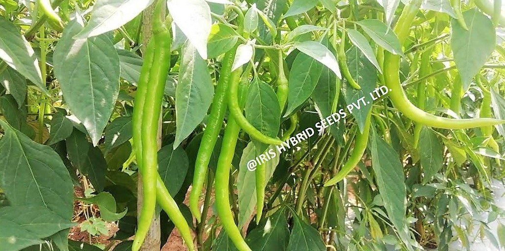 IRIS HYBRID VEGETABLE SEEDS HOT PEPPER (CHILLI) HP-175 product  Image 4