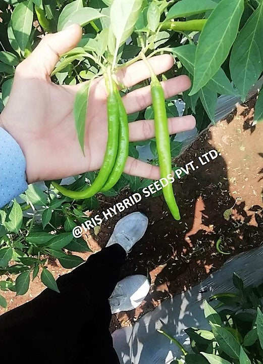 IRIS HYBRID VEGETABLE SEEDS HOT PEPPER (CHILLI) HP-175 product  Image 5