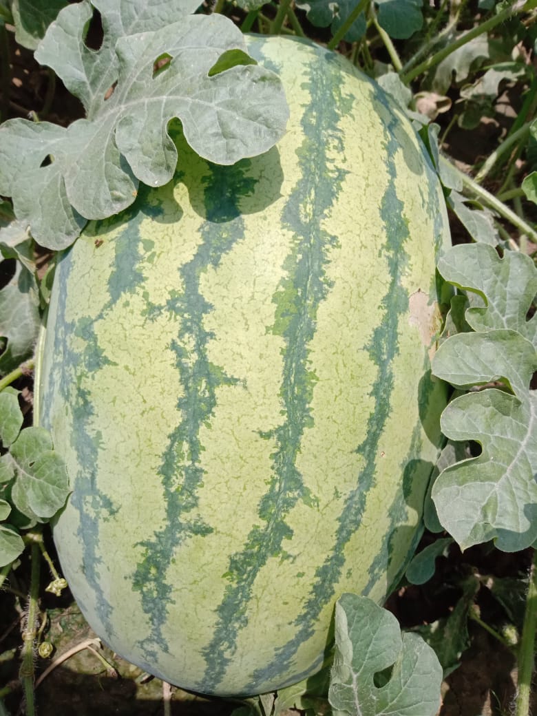 IRIS HYBRID FRUIT SEEDS WATERMELON product  Image