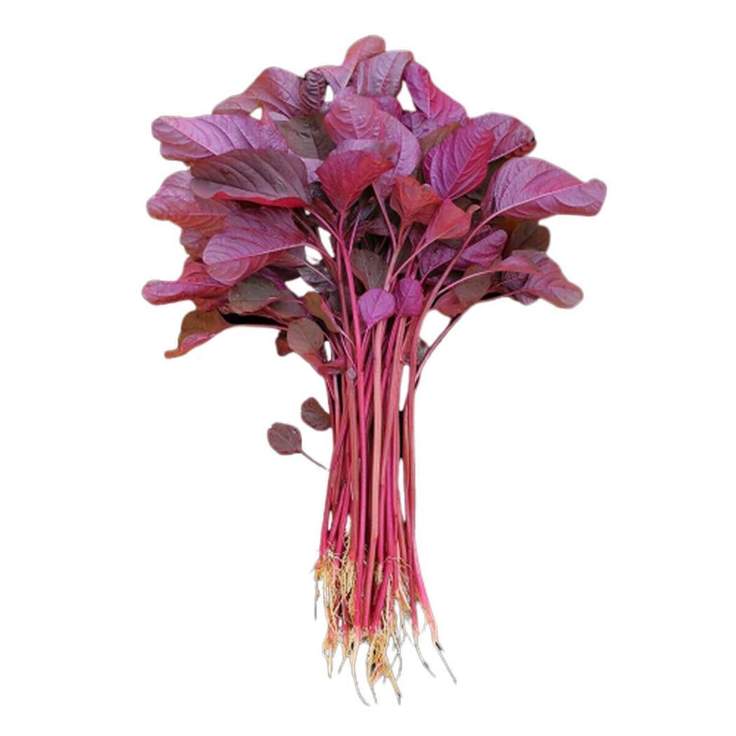 IRIS HYBRID OP AMARANTHUS RED VEGETABLE SEEDS product  Image 3