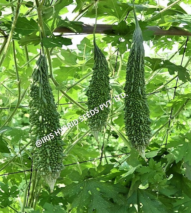 IRIS IHS-135 BITTER GOURD SEEDS F1 product  Image 4