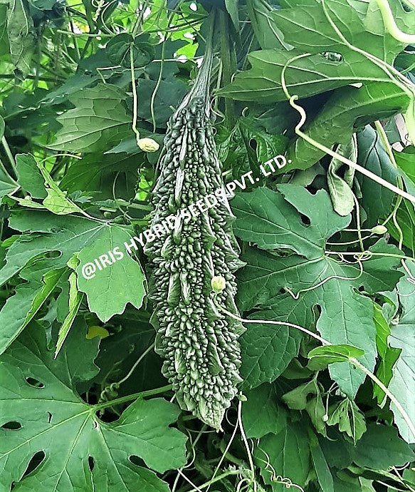 IRIS HYBRID VEGETABLE SEEDS F1 HYBRID BITTER GOURD IHS-609 product  Image 5