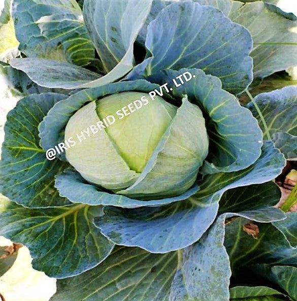 IRIS HYBRID VEGETABLE SEEDS F1 HYBRID CABBAGE IHS-801 product  Image 4