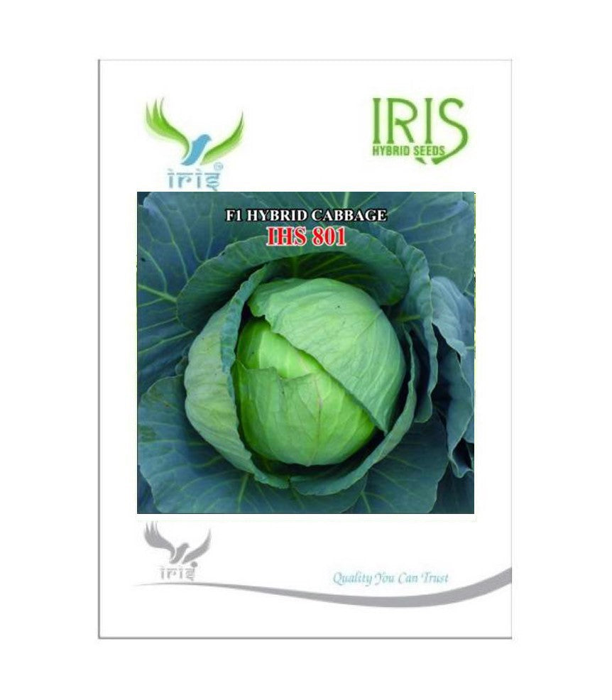 IRIS HYBRID VEGETABLE SEEDS F1 HYBRID CABBAGE IHS-801 product  Image 2