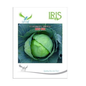 IRIS HYBRID VEGETABLE SEEDS F1 HYBRID CABBAGE IHS-801 product  Image 1