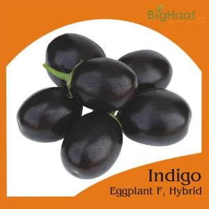 INDIGO BRINJAL SEEDS product  Image 1
