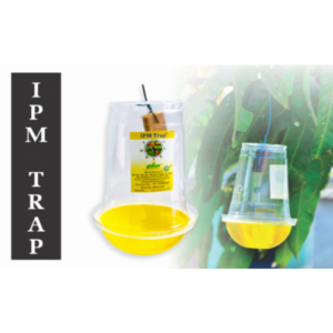 ActiveIPM Plastic Fruit Fly Trap, For Agriculture, Packaging Type: Box