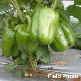 INDRA HYBRID CAPSICUM SEEDS product  Image