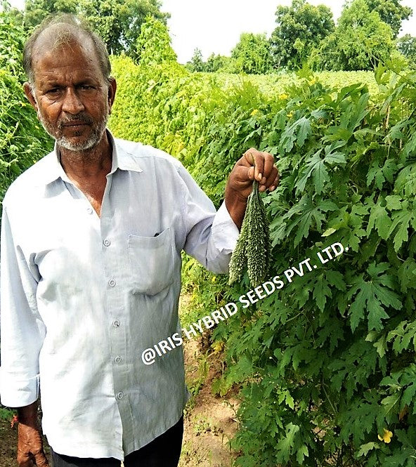 IRIS HYBRID JYOTI BITTER GOURD SEEDS product  Image 4