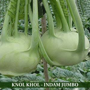 INDAM JUMBO KNOL KHOL product  Image 2