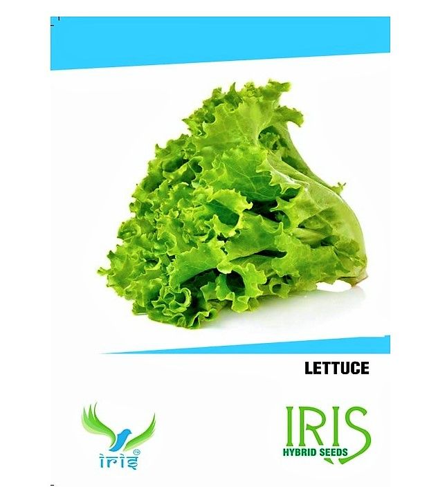 IRIS HYBRID VEGETABLE SEEDS LETTUCE product  Image 1