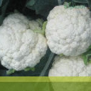 SYNGENTA LUCKY CAULIFLOWER product  Image 2