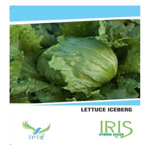 IRIS LETTUCE ICEBERG SEEDS product  Image 1